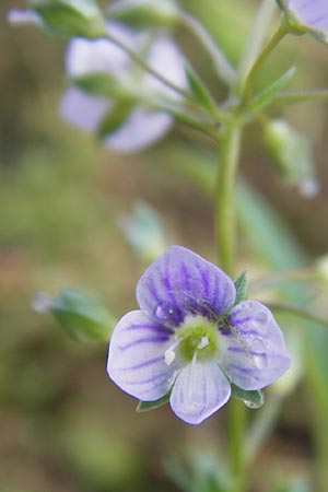 Veronica anagallis-aquatica \ Blauer Gauchheil-Ehrenpreis, Blauer Wasser-Ehrenpreis / Blue Water Speedwell, D Wiesbaden 22.9.2012