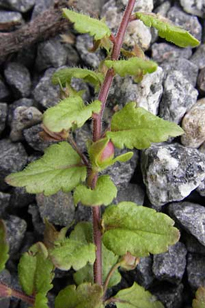 Veronica agrestis \ Acker-Ehrenpreis / Green Field Speedwell, D Odenwald, Michelstadt 6.10.2012