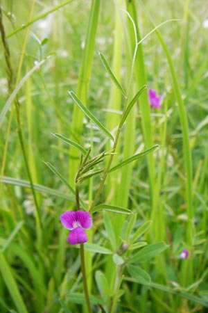 Vicia angustifolia / Narrow-Leaved Vetch, D Waghäusel-Wiesental 14.6.2013