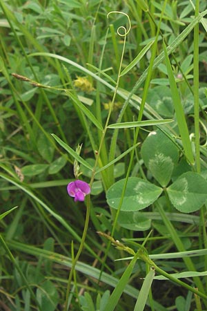 Vicia angustifolia \ Schmalblttrige Futter-Wicke, D Waghäusel-Wiesental 14.6.2013