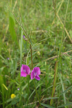 Vicia angustifolia \ Schmalblttrige Futter-Wicke / Narrow-Leaved Vetch, D Waghäusel-Wiesental 14.6.2013