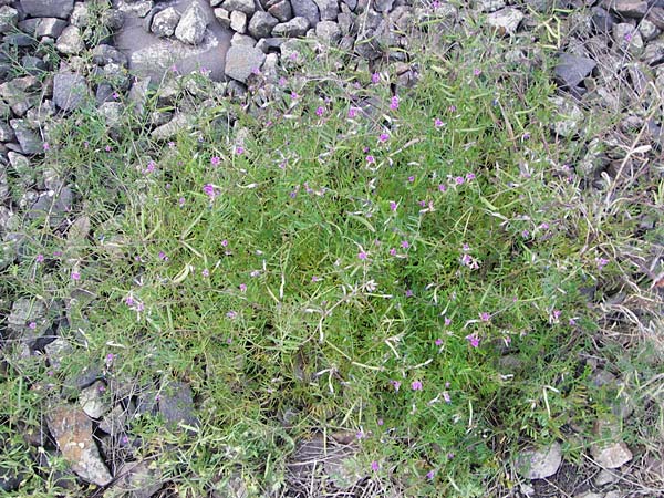 Vicia angustifolia \ Schmalblttrige Futter-Wicke / Narrow-Leaved Vetch, D Mannheim 20.5.2014