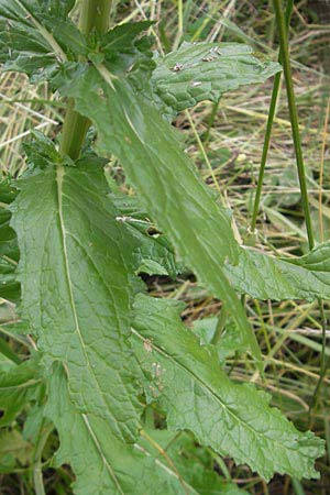 Verbascum blattaria \ Schabenkraut-Knigskerze, Schaben-Knigskerze / Moth Mullein, D Groß-Gerau 10.7.2009