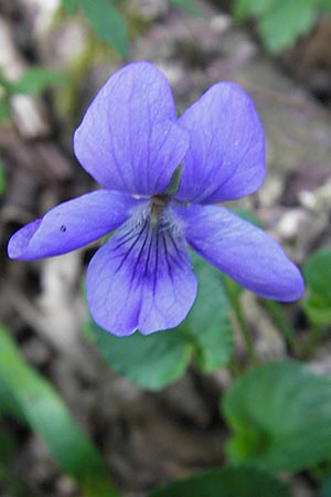 Viola x bavarica \ Veilchen-Hybride / Hybrid Violet, D Hirschhorn 23.4.2010