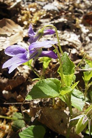 Viola x bavarica \ Veilchen-Hybride / Hybrid Violet, D Hambrücken 9.4.2011