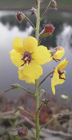 Verbascum blattaria \ Schabenkraut-Knigskerze, Schaben-Knigskerze / Moth Mullein, D Mannheim,  Friesenheimer Insel 21.10.2011