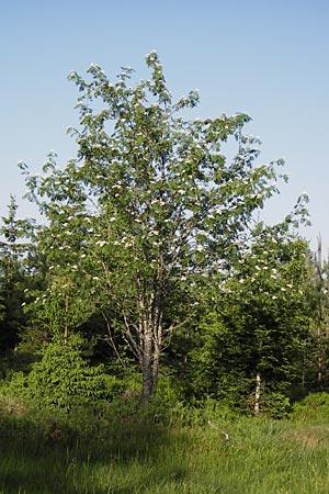 Sorbus aucuparia \ Vogelbeere, Eberesche / Rowan, D Schwarzwald/Black-Forest, Kaltenbronn 18.6.2013