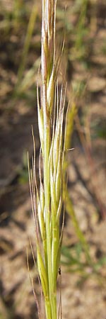 Festuca bromoides \ Trespen-FederschwingelSchwingel, D Mannheim 1.7.2013