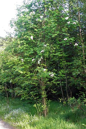 Sorbus aucuparia \ Vogelbeere, Eberesche, D Gladenbach 24.5.2014