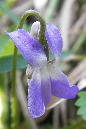 Viola collina \ Hgel-Veilchen, D Hurlach 18.4.2009