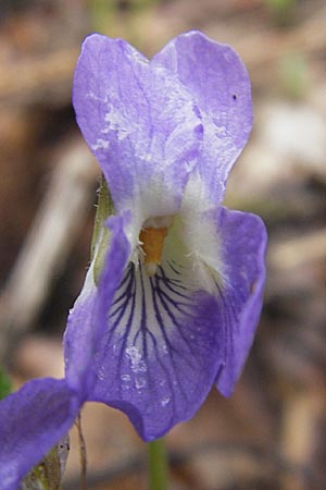 Viola collina \ Hgel-Veilchen / Hill Violet, D Darmstadt 3.4.2010