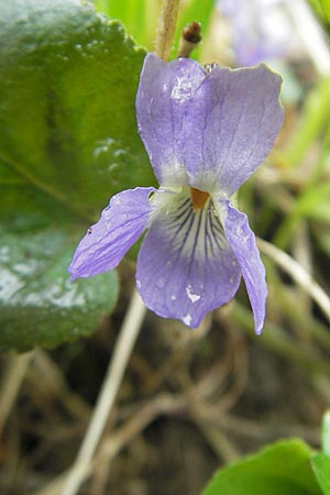 Viola collina \ Hgel-Veilchen, D Darmstadt 3.4.2010