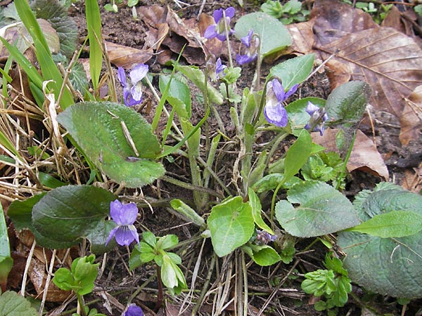 Viola collina \ Hgel-Veilchen / Hill Violet, D Darmstadt 3.4.2010