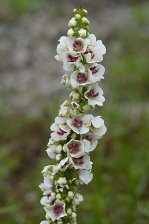 Verbascum chaixii forma album \ Weie Chaix' Knigskerze / White Nettle-Leaved Mullein, D Mannheim 3.7.2013