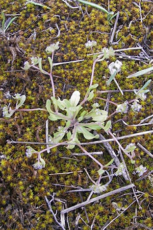 Valerianella carinata \ Gekielter Feld-Salat / Keeled-Fruited Corn Salad, D Mainz 21.4.2012