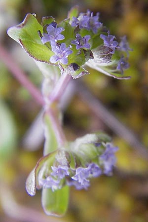 Valerianella carinata \ Gekielter Feld-Salat / Keeled-Fruited Corn Salad, D Mainz 21.4.2012