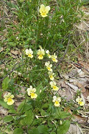 Viola calaminaria \ Gelbes Galmei-Stiefmtterchen, Gelbes Galmei-Veilchen / Zinc Pansy, D Stolberg 30.4.2012