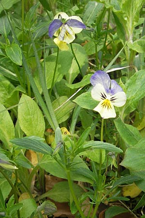 Viola calaminaria \ Gelbes Galmei-Stiefmtterchen, Gelbes Galmei-Veilchen / Zinc Pansy, D Stolberg 30.4.2012