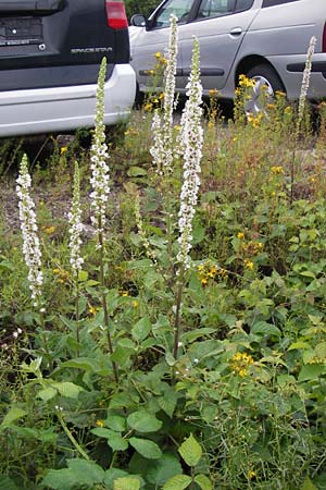 Verbascum chaixii forma album \ Weie Chaix' Knigskerze / White Nettle-Leaved Mullein, D Mannheim 3.7.2013