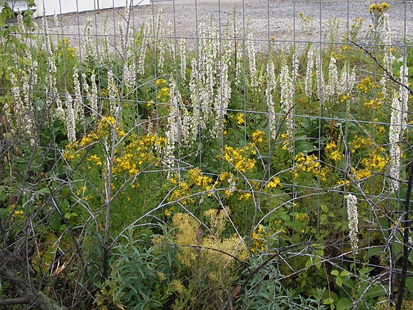 Verbascum chaixii forma album \ Weie Chaix' Knigskerze / White Nettle-Leaved Mullein, D Mannheim 3.7.2013