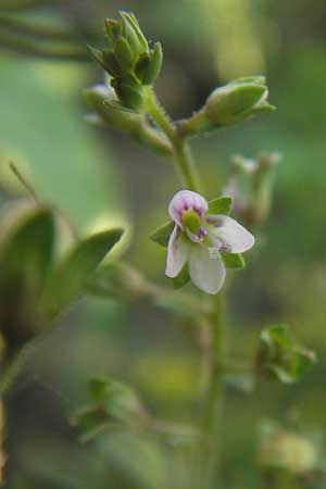 Veronica catenata \ Blasser Gauchheil-Ehrenpreis, Roter Wasser-Ehrenpreis / Pink Water Speedwell, D Philippsburg 20.8.2013