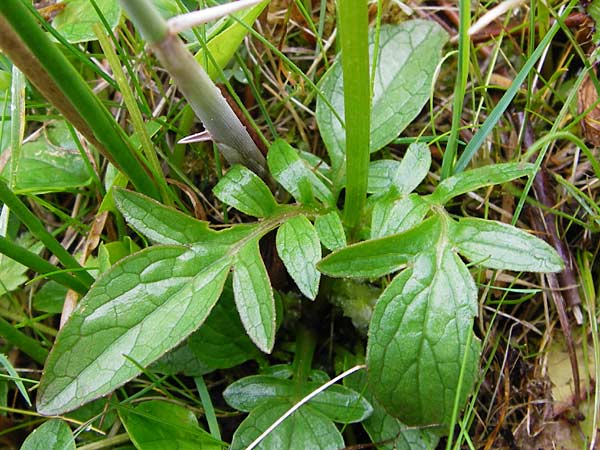 Valeriana dioica \ Sumpf-Baldrian / Marsh Valerian, D Inning 3.5.2014