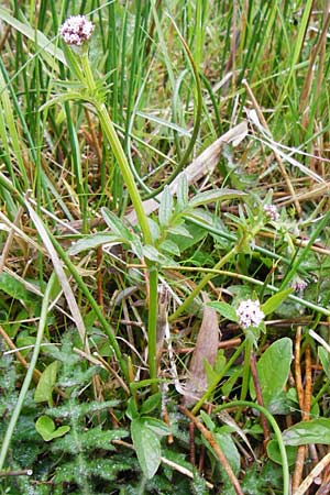 Valeriana dioica \ Sumpf-Baldrian / Marsh Valerian, D Inning 3.5.2014