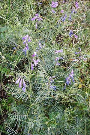 Vicia dalmatica \ Dalmatinische Vogel-Wicke / Bramble Vetch, D Rauenberg 22.5.2014