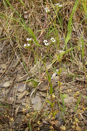 Valerianella dentata \ Gezhnter Feld-Salat / Narrowfruit Corn Salad, D Gladenbach 5.7.2014