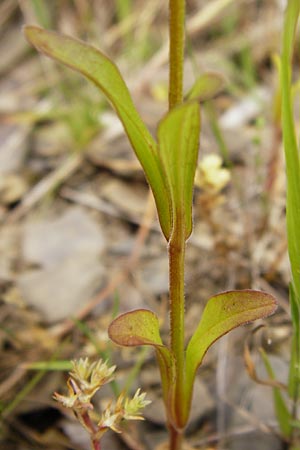 Valerianella dentata \ Gezhnter Feld-Salat / Narrowfruit Corn Salad, D Gladenbach 5.7.2014