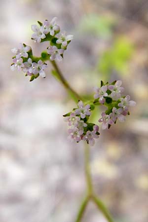 Valerianella dentata \ Gezhnter Feld-Salat / Narrowfruit Corn Salad, D Gladenbach 5.7.2014