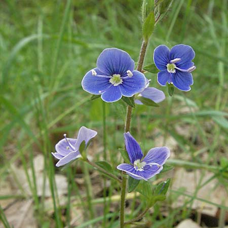 Veronica chamaedrys \ Gamander-Ehrenpreis / Germander Speedwell, D Schwetzingen 1.5.2006