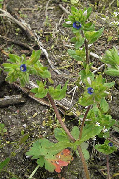 Veronica arvensis \ Feld-Ehrenpreis / Wall Speedwell, D Mannheim 1.5.2006