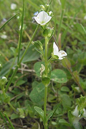 Veronica serpyllifolia \ Quendelblttriger Ehrenpreis, Thymian-Ehrenpreis / Thyme-Leaved Speedwell, D Pfalz, Landau 8.5.2006