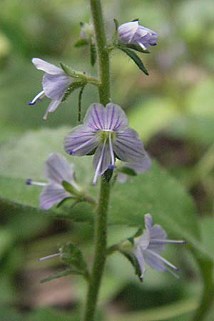 Veronica officinalis / Heath Speedwell, D Mannheim 23.5.2006