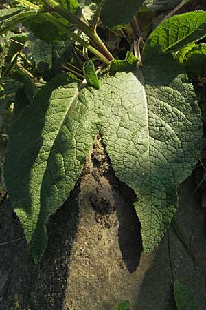 Verbascum nigrum \ Dunkle Knigskerze, Schwarze Knigskerze / Dark Mullein, D Ladenburg 21.6.2006