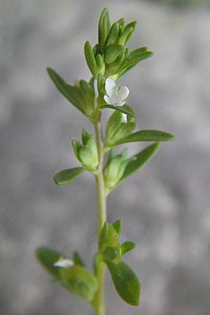 Veronica peregrina, Fremder Ehrenpreis