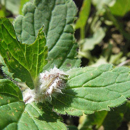 Veronica chamaedrys \ Gamander-Ehrenpreis / Germander Speedwell, D Mosbach 7.7.2007