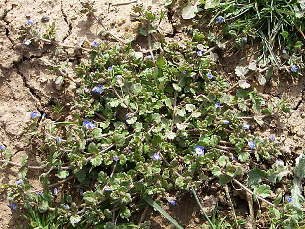 Veronica polita / Grey Field-Speedwell, D Rheinhessen, Flonheim 30.3.2008