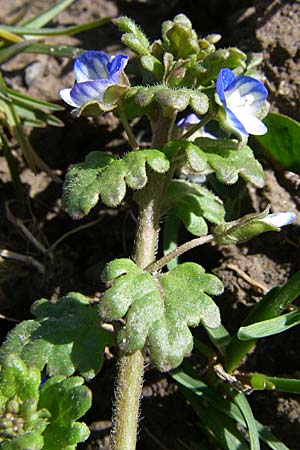 Veronica polita / Grey Field-Speedwell, D Rheinhessen, Flonheim 30.3.2008