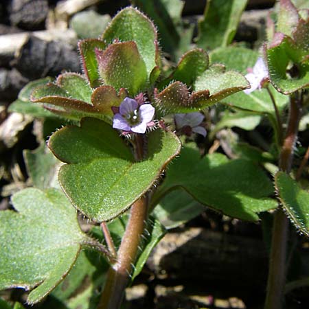 Veronica hederifolia subsp. hederifolia \ Efeublttriger Ehrenpreis / Ivy-Leaved Speedwell, D Rheinhessen, Flonheim 30.3.2008