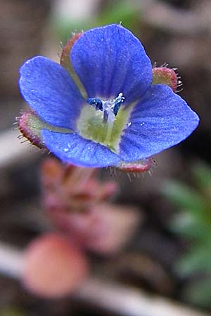 Veronica triphyllos \ Dreiteiliger Ehrenpreis, Finger-Ehrenpreis / Fingered Speedwell, D Rheinhessen, Frei-Laubersheim 5.4.2008