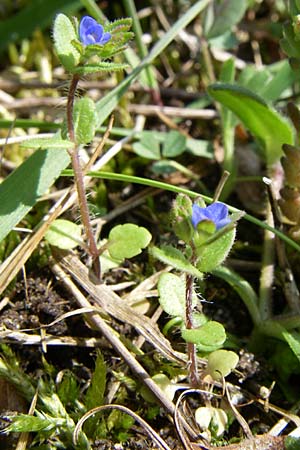 Veronica arvensis \ Feld-Ehrenpreis / Wall Speedwell, D Oftersheim 12.4.2008