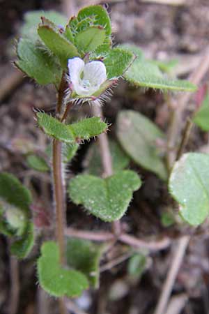 Veronica hederifolia subsp. hederifolia \ Efeublttriger Ehrenpreis / Ivy-Leaved Speedwell, D Karlsruhe 19.4.2008