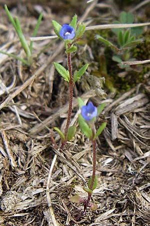 Veronica triphyllos \ Dreiteiliger Ehrenpreis, Finger-Ehrenpreis / Fingered Speedwell, D Rheinhessen, Frei-Laubersheim 26.4.2008