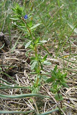 Veronica dillenii / Dillenius' Speedwell, D Rheinhessen, Frei-Laubersheim 26.4.2008