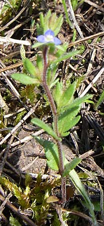 Veronica dillenii / Dillenius' Speedwell, D Rheinhessen, Frei-Laubersheim 26.4.2008