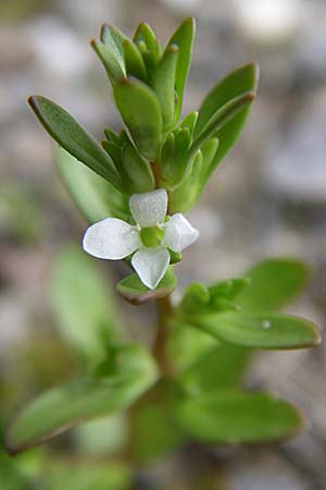 Veronica peregrina \ Fremder Ehrenpreis / American Speedwell, D Karlsruhe 2.5.2008