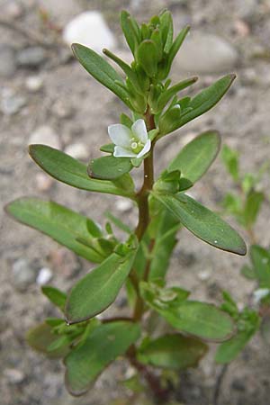 Veronica peregrina, American Speedwell