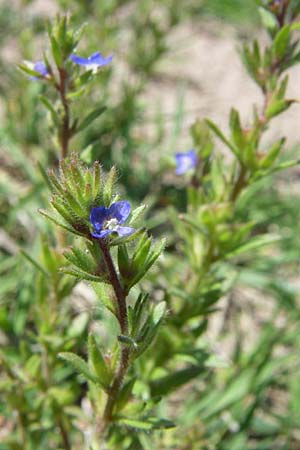 Veronica verna \ Frhlings-Ehrenpreis / Spring Speedwell, D Waghäusel-Wiesental 3.5.2008